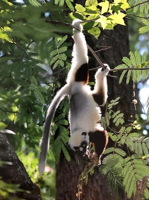 Photo courtesy of David Haring, Duke Lemur Center.
