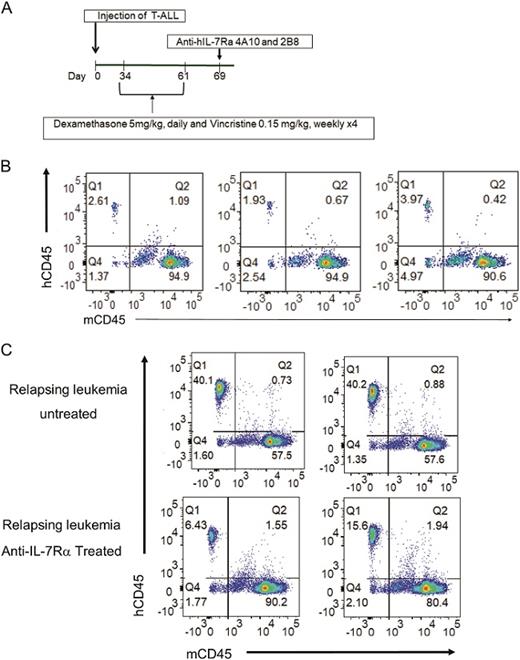 A. Experimental protocol. Patient derived T-ALL xenografts were established by intravenous injection into 20 NOD.SCID mice on day 0. When leukemia burden reached 1% in peripheral blood, mice were treated with a combination of dexamethasone (5 mg/kg, daily) and vincristine )0.15 mg/kg, weekly) for 4 weeks. On day 69, mice were given a single intravenous injection of anti-IL7Rα 4A10 and 2B8 (250 µg of each MAb) or PBS on day 69. B. Chemotherapy resistant leukemia was detected in the blood of mice at day 61 (n = 3). C. Growth of chemotherapy resistant leukemia was controlled by a single injection of anti-human IL-7Rα 4A10 combined with 2B8 at day 75 compared to mice that received chemo alone (n = 2).