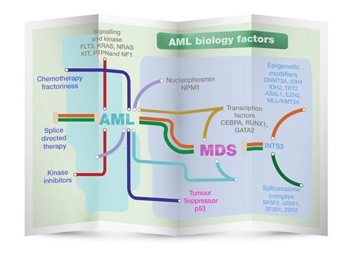 Biological insights into disease pathogenesis and uncovering genetic susceptibilities may help to develop a precision-medicine map to guide physicians treat acute myeloid leukemia. MDS, myelodysplastic syndrome.