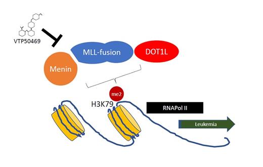 Menin-MLL binding is required for the activation of MLL-fusion target genes via DOT1L regulation of H3K79me2 at specific loci. Interfering with this interaction may represent a new treatment for MLL-rearranged leukemia.