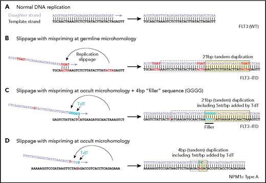 Examples of replication showing (A) normal DNA replication, (B) microhomology resulting in mispriming and formation of an internal tandem duplication (ITD), (C) nontemplated addition of nucleotides by TdT and the use of the terminal nucleotide to create an occult single base mispriming event to create an ITD with filler sequence, and (D) a similar occult mispriming event leading to an NPM1 four base pair insertion. (From Vassiliou GS. The curious incident of TdT-mediated mutations in AML. From Vassiliou GS. The curious incident of TdT-mediated mutations in AML. Blood 2019;134:2229-2231.