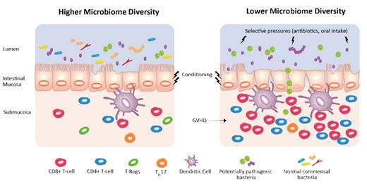 Lower microbiome diversity can be induced by selective pressures including broad-spectrum antibiotics and reduced oral intake. The low diversity state correlates with reduced survival after allogeneic bone marrow transplantation and increased graft-versus-host disease (GVHD) mortality. This is potentially mediated through intestinal inflammation and immune factors such as alloreactivity and T-cell infiltration.