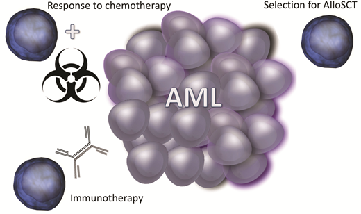 The immune landscape may influence response to chemotherapy or allogeneic stem cell transplant (AlloSCT) in acute myeloid leukemia (AML) and may help identify patients with superior responses to immunotherapy.