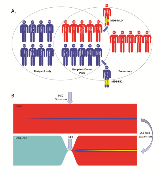 (A) Subjects with clonal hematopoiesis (CH). Blue denotes recipients with their study ID (R#) and mutations (gene identifiers only) while red denote the donors with study IDs (D#) and their mutations. Donor-recipient pairs with at least one shared variant are in the center in vertical alignment. One pair (D45 and R45) both went on to develop myeloid neoplasms; the donor developed myelodysplastic syndrome with multilineage dysplasia (MDS-MLD) while the recipient developed MDS with excess blasts (MDS-EB2). The secondarily acquired variants in these two cases of MDS are highlighted in yellow. (B) Clonal evolution plots. The red color denotes the polyclonal hematopoietic stem cells (HSCs) in the donor while the blue represents a single clone which expands slightly over time. The time of HSC donation is indicated by the vertical arrow. The light blue color denotes the polyclonal HSCs in the recipient prior to HSC transplantation (HSCT), while the red is the engrafted donor cells, including the donor CH (blue). An additional subclone is shown in yellow. In other cases, the yellow clone might be a separate clone (not shown).