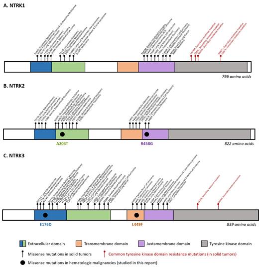Structures of (A) NTRK1, (B) NTRK2, and (C) NTRK3 with the locations of the missense mutations in hematologic malignancies (studied in this report), missense mutations in solid tumors, and the common tyrosine kinase domain resistance mutations. (Adapted from Joshi SK, Qian K, Bisson WH, et al. Discovery and characterization of targetable NTRK point mutations in hematologic neoplasms. Blood. 2020;135:2159-2170, Suppl Figure 3.)