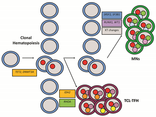 Clonal evolution of lymphomas of follicular helper T-cell origin and myeloid neoplasms from high-risk clonal hematopoiesis due to mutations in TET2 and DNMT3A. Abbreviations: KT, karyotypic; MNs, myeloid neoplasms; TCL-TFH, lymphomas of follicular helper T-cell origin.