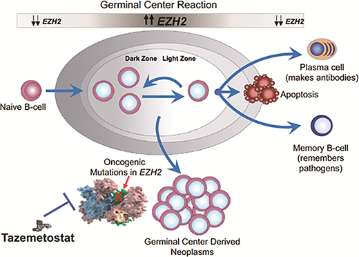 The role of EZH2 in germinal center biology and postulated role in lymphomagenesis. EZH2 is a histone methyltransferase and increases its activity when B cells enter the germinal center in response to antigen. The upregulated EZH2 prevents the cells from exiting the germinal center until the appropriate germinal center immune response has occurred. When the B cells are ready to differentiate into plasma cells and memory B cells, EZH2 downregulates permitting B cell exit. About 20 percent of follicular lymphomas have a gain of function mutation in EZH2, creating a permanent “locked in” state and presumably contributing to lymphoma development and proliferation.