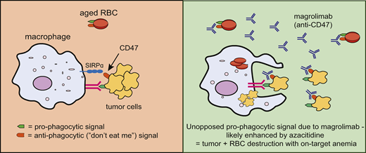 CD47 is highly expressed on tumor cells and aged red cells. This is recognised by SIRPα and represents a “don’t eat me” signal to prevent macrophage phagocytosis. Blocking this CD47 signal with magrolimab enhances macrophage phagocytosis of tumor and red cells, leading to potent anti-tumor activity and also the on-target toxicity of anemia.