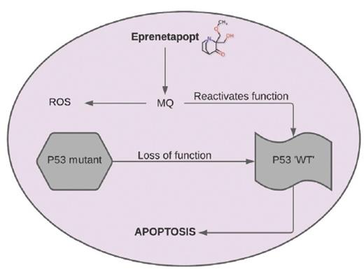 Eprenetapopt is converted to methylene quinuclidinone (MQ), a Michael acceptor that binds to mutant p53, restoring wild-type (WT) conformation and resulting in apoptosis. Eprenetapopt also generates reactive oxygen species (ROS) by disturbing cellular redox balance.
