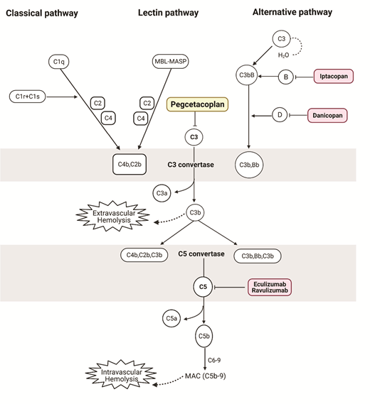 Examples of complement pathway inhibitors FDA-approved or in phase III clinical trials for the management of PNH. Pegcetacoplan is a complement C3 inhibitor administered twice weekly as a subcutaneous infusion. Extravascular hemolysis due to opsonization of PNH erythrocytes with complement C3 fragments may account for persistent anemia in patients with PNH on terminal complement inhibition (eculizumab or ravulizumab). By inhibiting proximal complement, pegcetacoplan targets both intravascular and extravascular hemolysis.