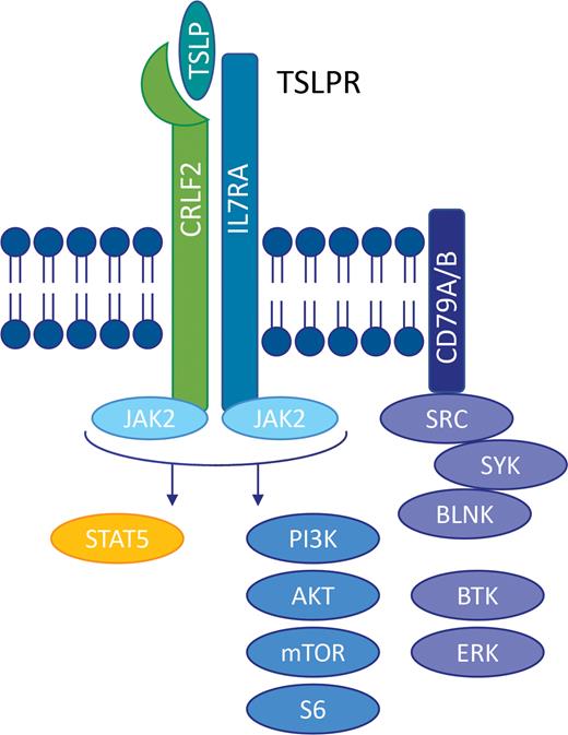 Schema of activated kinase signaling in CRLF2-rearranged Ph-like ALL.
