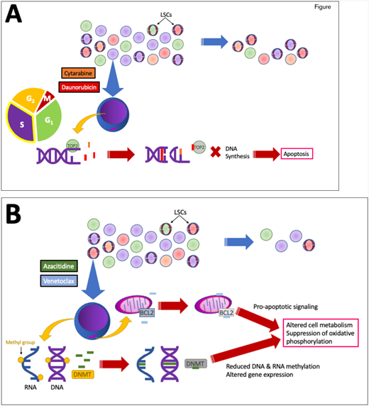 A. Cytarabine (orange) and anthracyclines such as daunorubicin (red) and idarubicin work in concert to prevent DNA synthesis in rapidly dividing cells, including leukemic blasts, thereby leading to cell death. However, chemoresistant subclones (red, orange, green circles) may persist, particularly quiescent leukemic stem cells (LSCs; shown with red circular arrows). B. Azacitidine (green) has long been used as a monotherapy to alter leukemic cell gene expression by incorporating into both DNA and RNA, inhibiting methyltransferases, and reducing nucleic acid methylation. Venetoclax (light blue) inhibits the anti-apoptotic protein BCL-2, which resides in the outer mitochondrial membrane. Combined, they appear to disproportionately disrupt LSC metabolism due to dependence on oxidative phosphorylation, potentially targeting the LSCs more effectively. TOP2, topoisomerase 2; DNMT, DNA methyltransferase.