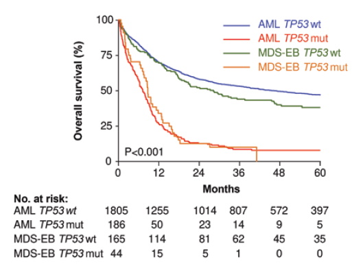 Overall survival of myelodysplastic syndrome with excess blasts (MDS-EB) and acute myeloid leukemia (AML) at diagnosis subclassified by wild-type TP53 and mutated TP53 cases. Patient survival in this cohort is stratified by the presence or absence of TP53 mutation, not classification as MDS-EB versus AML (modified from Figure 2B, Grob et al. Blood. 2022).
