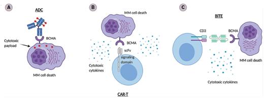 B-cell Maturation Antigen (BCMA) –targeted Immunotherapies. A) Antibody-drug conjugate (ADC): Upon binding to BCMA on the surface of multiple myeloma (MM) cells, ADC is internalized first and the linker is hydrolyzed inside of the lysosomes or endosomes, releasing the payloads that lead to cell death. B) Chimeric antigen receptor cells (CAR-Ts): The ectodomain of the BCMA scFv on the CAR-Ts binds to BCMA on the surface of MM cells. This leads to activation of the CAR-Ts, which release cytotoxic cytokines and cause MM cell death. C) Bispecific T-cell engager (BiTE). The dual BCMA- and CD3-scFv–containing BiTE binds concomitantly to CD3 and BCMA, facilitating T cell/MM cell crosslinking, followed by CD4+/CD8+ T-cell activation and secretion of cytotoxic cytokines, leading to MM cell death.