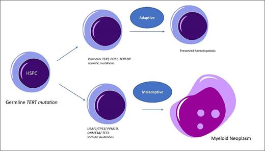 Germline Telomere Biology Disorder