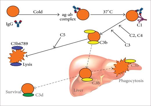 Immune-initiated, complement-mediated erythrocyte destruction in cold agglutinin disease (CAD) and cold agglutinin syndrome (CAS).