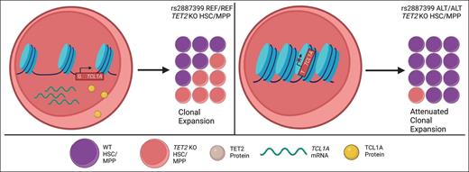 Proposed model of the interaction of TCL1A expression with TET2 CHIP clonal expansion. In TET2-mutated HSC clones, TCL1A protein expression is enhanced due to increased TCL1A promoter accessibility, promoting expansion of the clone (left panel). The germline rs2887399 TCL1A variant limits promoter accessibility, abrogating increased TCL1A protein expression and reducing expansion of the TET2 clone (right panel). Reprinted with permission from Springer Nature. Weinstock JS et al. Nature. 2023;616(7958):755-763.
