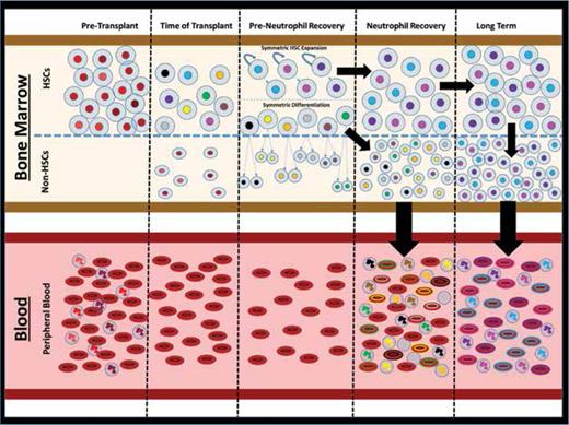 Hematopoietic stem cells (HSCs) drive reconstitution of the bone marrow and peripheral blood after hematopoietic stem cell transplant (HSCT). At baseline (pre-HSCT), the bone marrow contains the recipient’s cells (colored red). Following transplant, donor HSCs (colored differently to reflect single clones) are introduced into the bone marrow space. Initially, some HSCs undergo “symmetric differentiation” (colored black, yellow, orange, gray, brown, and green) into progenitor “non-HSCs” that undergo further division and contribute to early neutrophil recovery; however, those HSCs are not retained in the long-lived HSC pool. In contrast, those HSCs that undergo predominantly “symmetric HSC expansion” (colored blue, pink, and purple) repopulate the HSC niche by expanding to form clonal pools. At later time points, some of the HSCs from these clonal pools will differentiate and repopulate the peripheral blood long term.