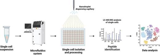 Single-cell proteomics. A schematic representing the workflow for single-cell proteomic analysis. After isolation of single cells, proteins from each cell are digested into peptides and subjected to mass spectrometric analysis.