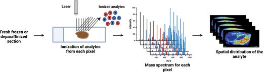 MALDI imaging analysis of a tissue section. In a typical imaging workflow, tissue sections (fresh-frozen or deparaffinized) are sprayed with a chemical matrix to aid analyte desorption and ionization. A specific area of the section (referred to as a pixel) is then irradiated by a laser beam in the MALDI source, recording a mass spectrum of ionized analytes. This process is repeated in a rasterizing pattern across the tissue section, and analyte abundances across all pixels are overlaid to generate a spatial image of the analyte distribution.