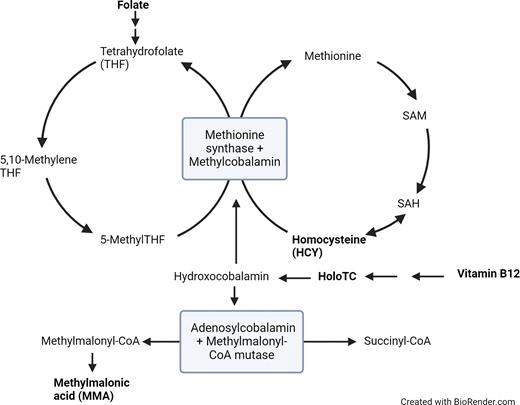 Analytes useful for evaluation for B12/folate deficiency are bolded. Diagram based on Figure 2 from article by Agata Sobczynska-Malefora, MSc, PhD, and colleagues.25 Abbreviations: HoloTC, holotranscobalamin; SAH, S-adenosyl homocysteine; SAM, S-adenosyl methionine.