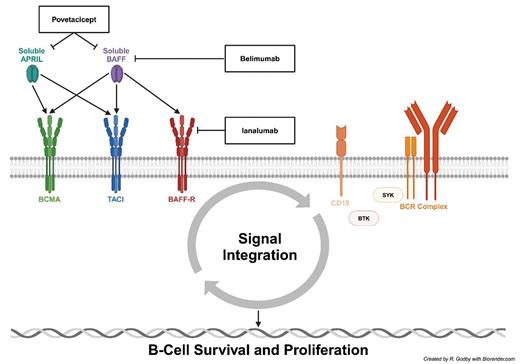 Ianalumab mechanism of action and current autoreactive B-cell targets for the treatment of immune thrombocytopenia