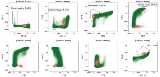 Neutrophil maturation from the promyelocyte stage to the mature granulocyte