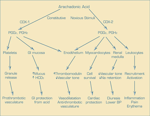 . / The Hematologist