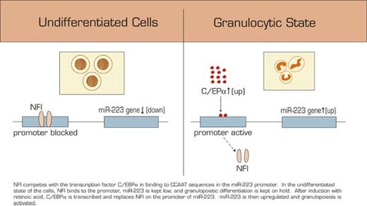. / The Hematologist