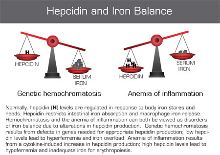 . / The Hematologist