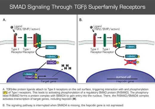 . / The Hematologist