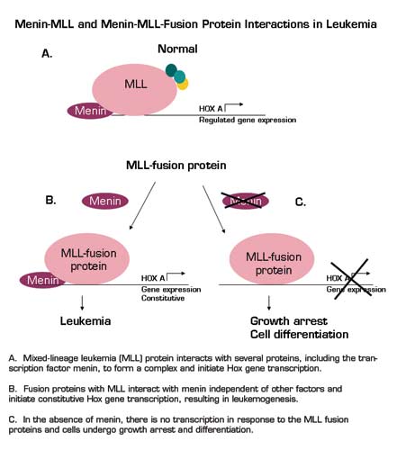 . / The Hematologist