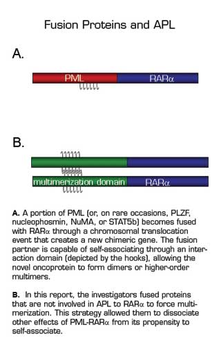 . / The Hematologist