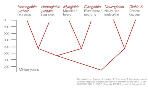 . / The Hematologist