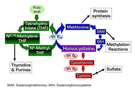 . / The Hematologist