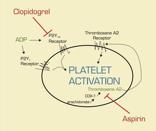 Aspirin and Clopidogrel Poison Platelets by Different Mechanisms