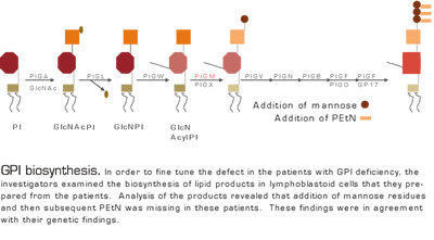 . / The Hematologist
