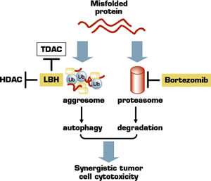 . / The Hematologist