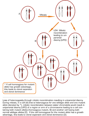 . / The Hematologist