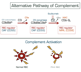 Complement-Mediated Lysis of PNH Erythrocytes