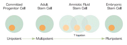 . / The Hematologist