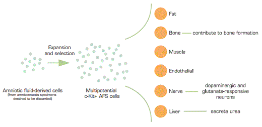 . / The Hematologist