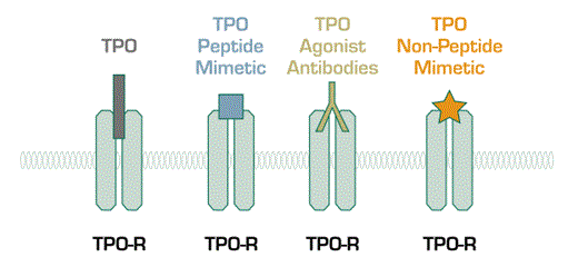 Thrombo-Mimetics. Shown are three classes of pharmaceuticals that share little homology to thrombopoietin (TPO), yet sti l activate the TPO-receptor (TPO-R).