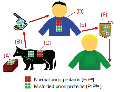 . / The Hematologist