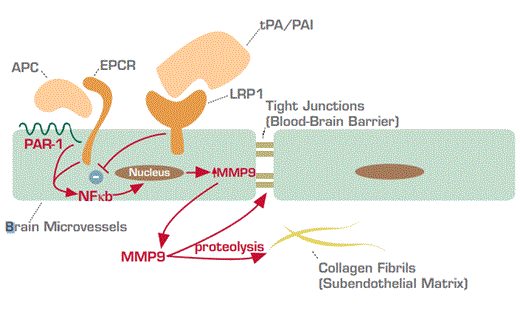 . / The Hematologist