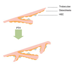 . / The Hematologist