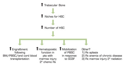 . / The Hematologist