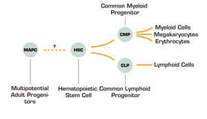 . / The Hematologist