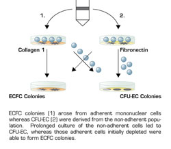 . / The Hematologist