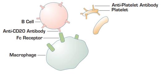 Proposed model by C.M. Bennett and colleagues. Anti-CD20 coating B cells bind to Fc gamma receptors on macrophages. This interaction blocks Fc receptors and retards the ability of macrophages to bind and endocytose immunoglobulin-coating platelets.